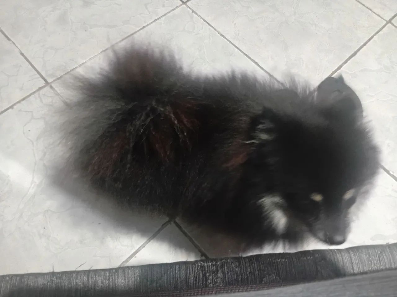 Spitz alemão para cruzar. - Foto 3
