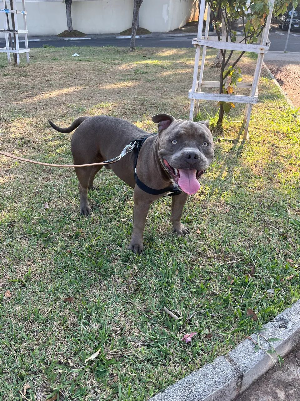 Cobertura/cruza american bully R$ 3.000