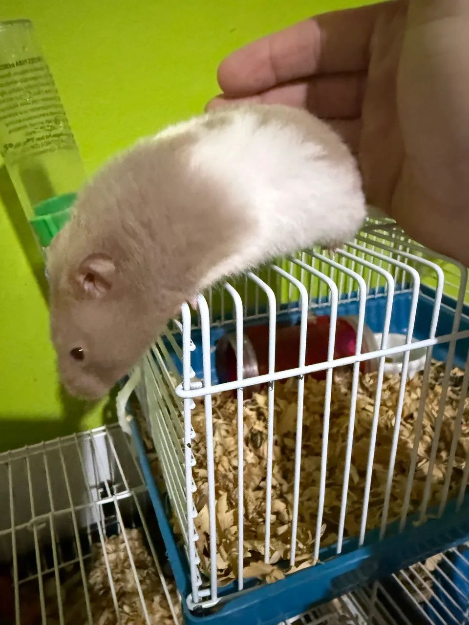 Fêmea de hamster sírio  - Foto 2