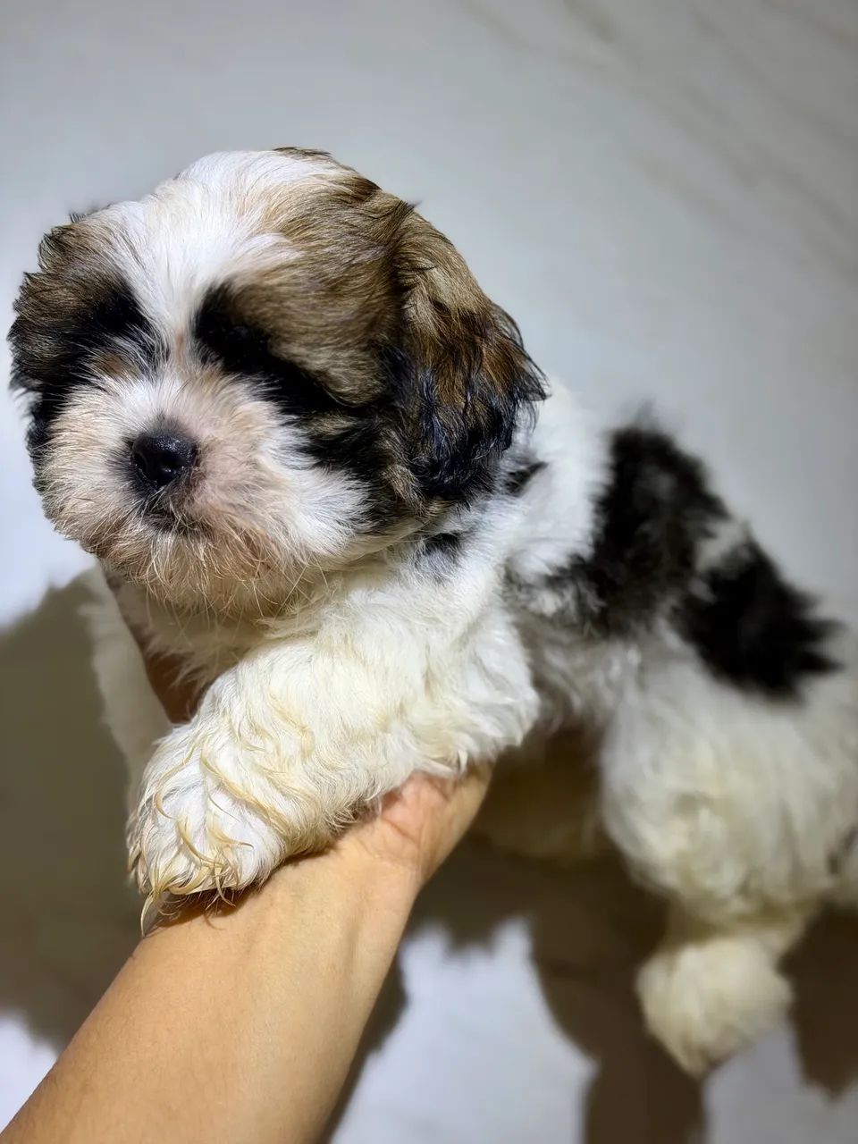 Shihtzu macho  - Foto 3