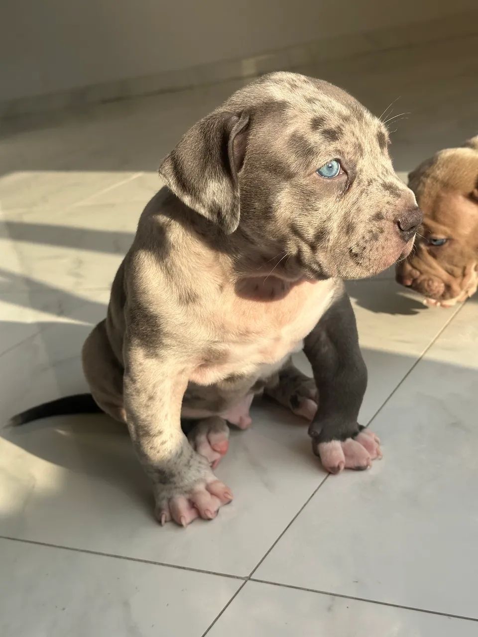 American Bully XL  - Foto 4