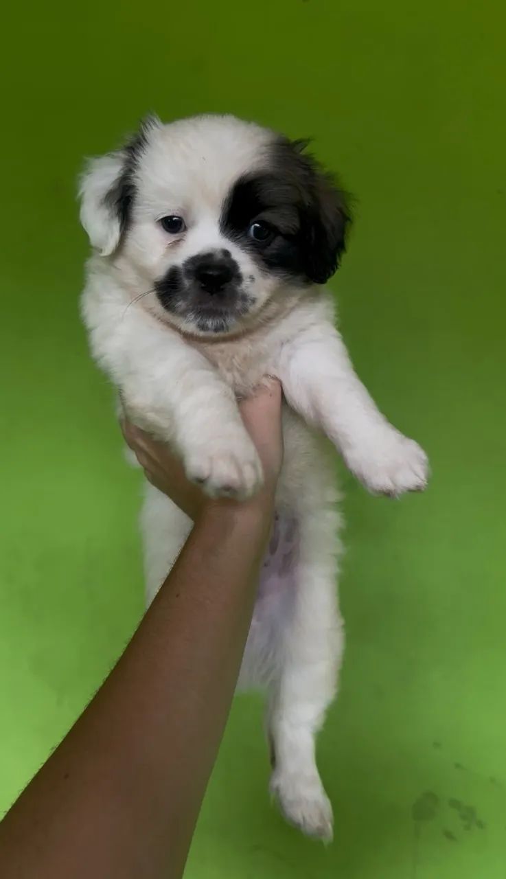 Lhasa apso macho branco  - Foto 3