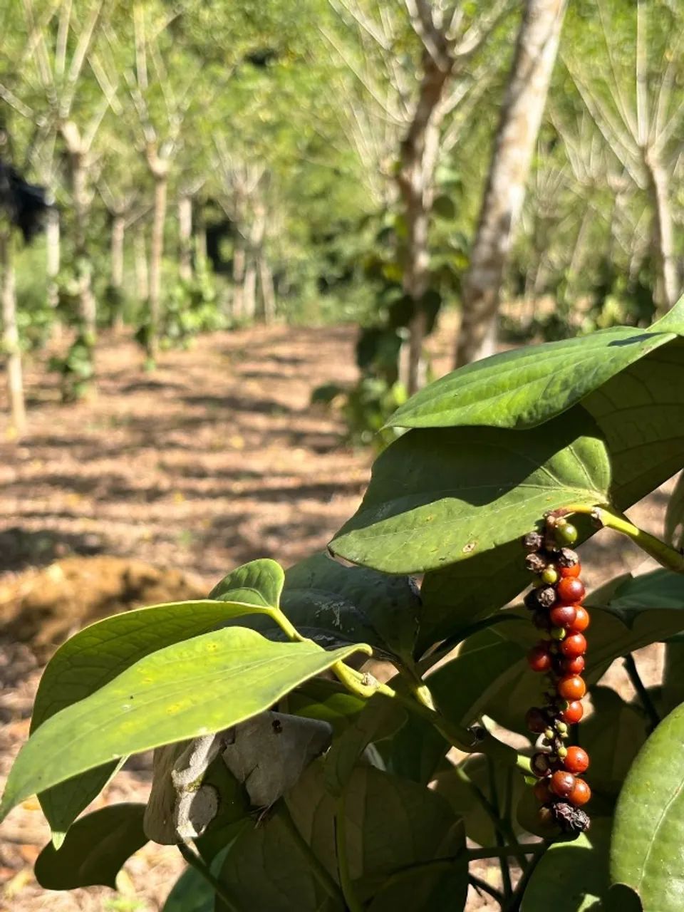 FAZENDA A VENDA - UNA - BAHIA - Foto 2