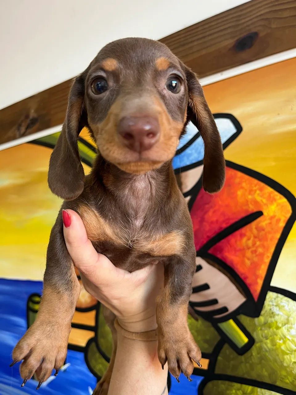 Dachshund miniatura macho - Foto 2