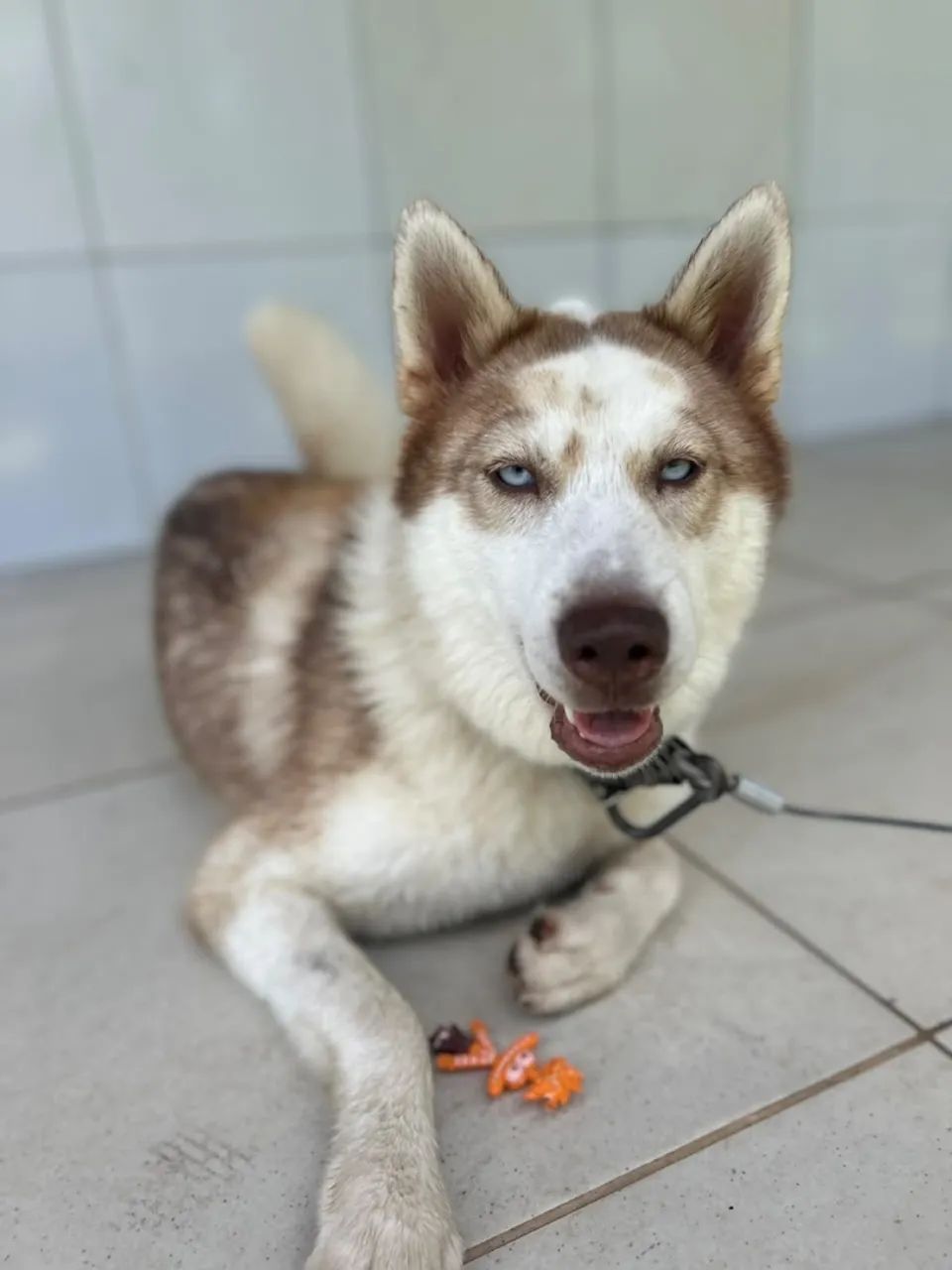Husk siberiano  - Foto 4