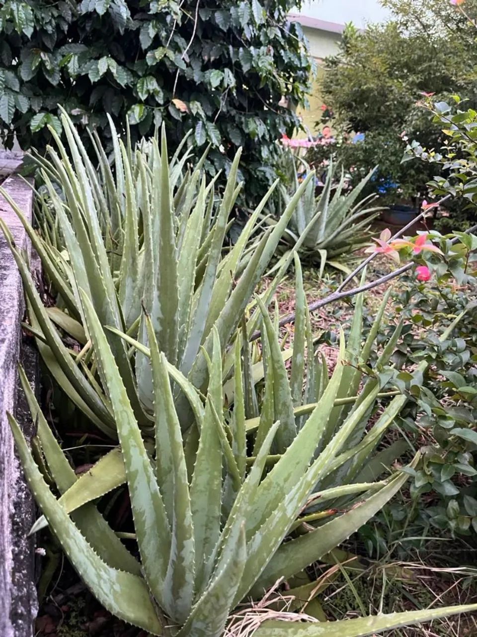 Babosa (Aloe Vera) Orgânica e Saudável 