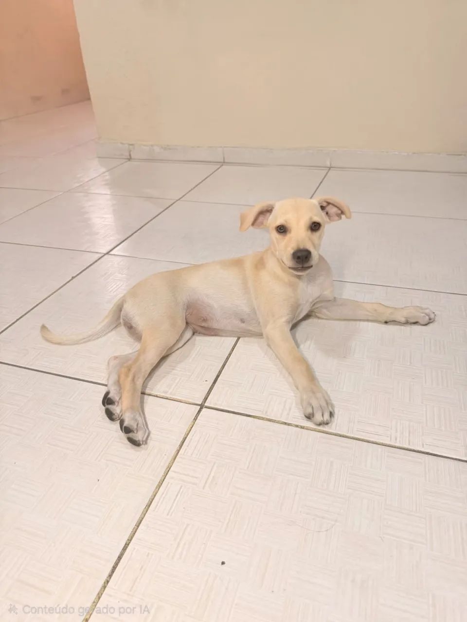 Cachorrinha para adoção 