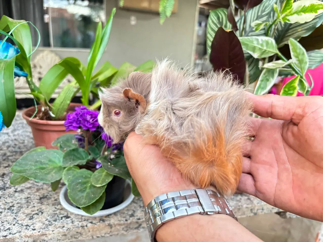 Porquinho da Índia peruanos peludos fêmea e macho  - Foto 3