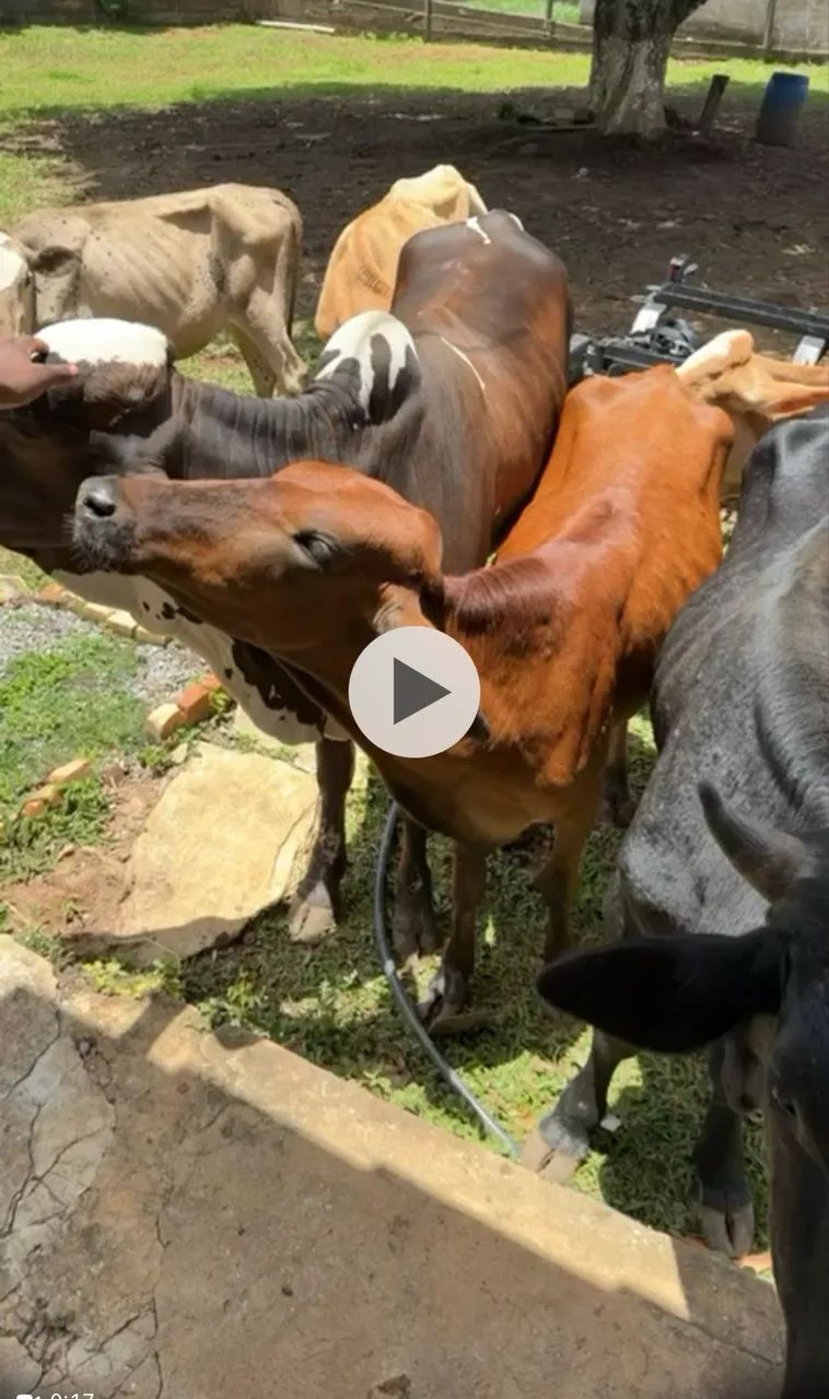 Vaca e boi  - Foto 2