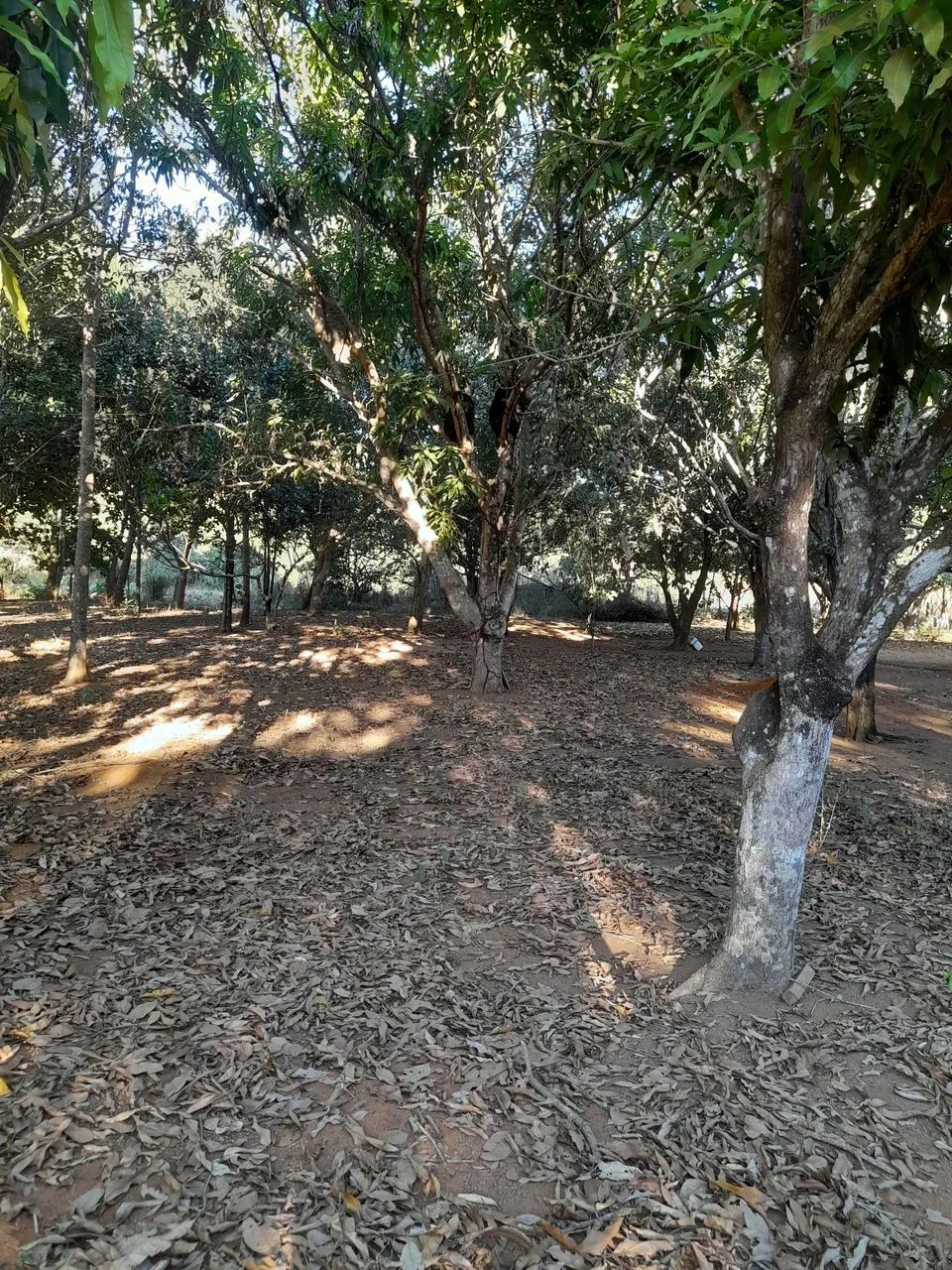 Casa a venda - município de Tocantinia  - Foto 4