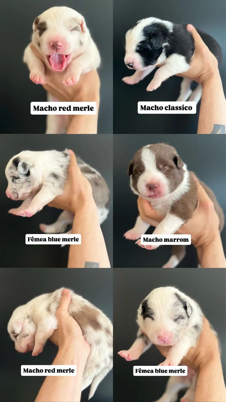 Filhotes Border Collie - Foto 4