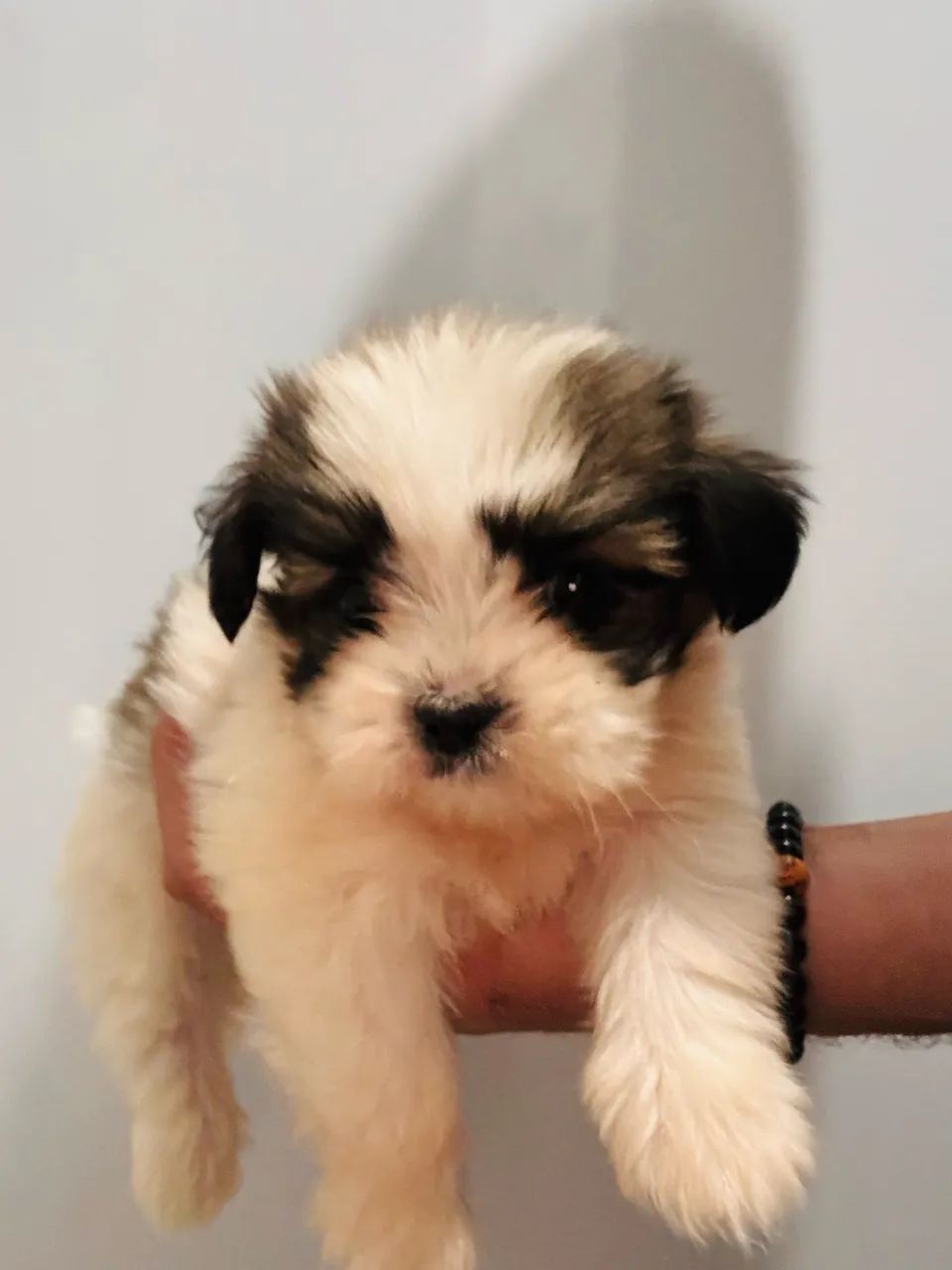 Lhasa Apso - Foto 6
