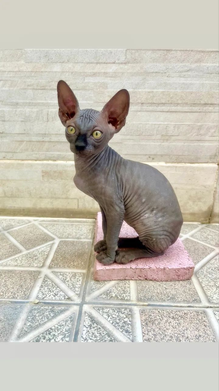 Fêmea Sphynx não Castrada 3M - Foto 2