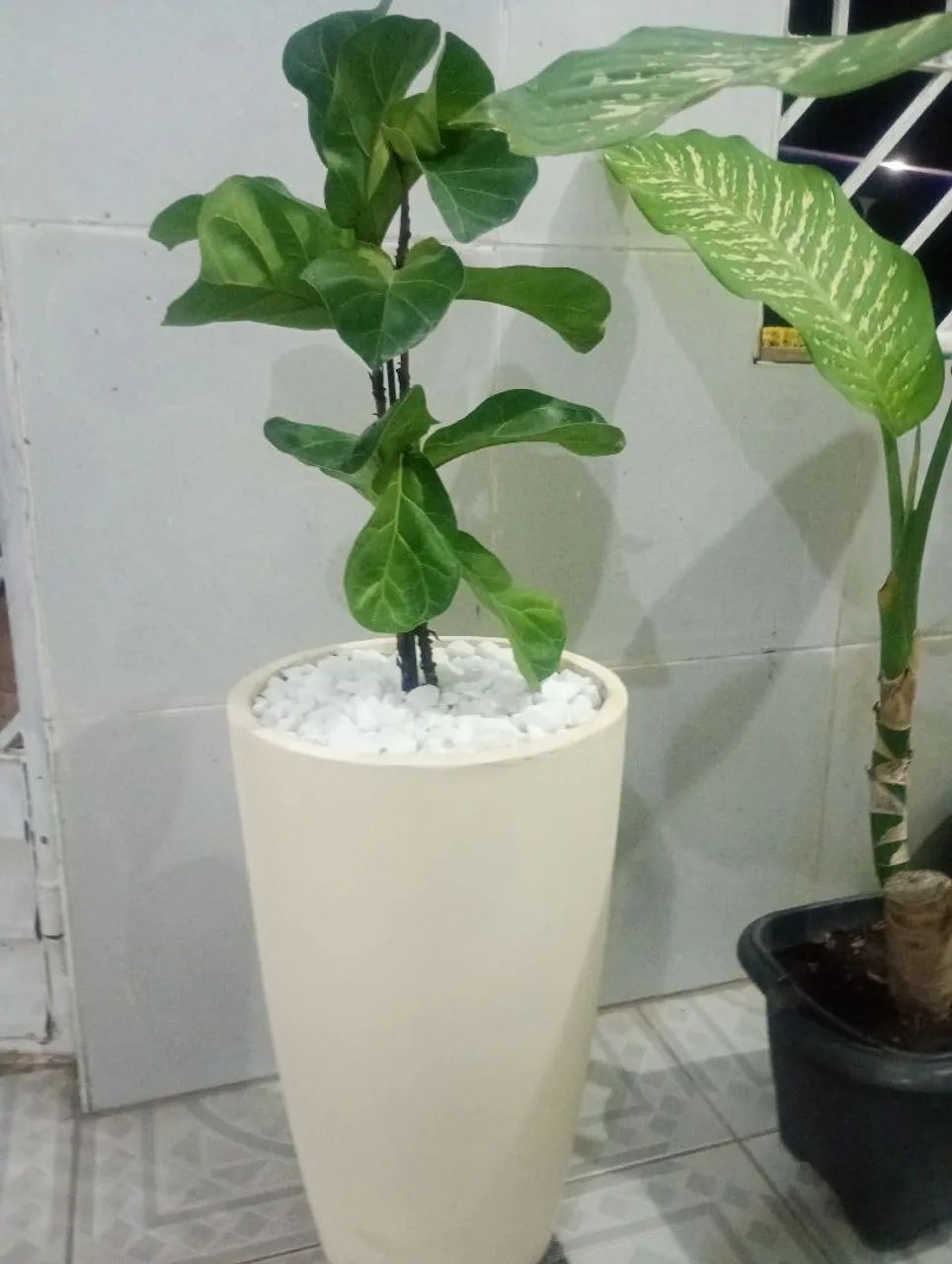 Ficus lirata