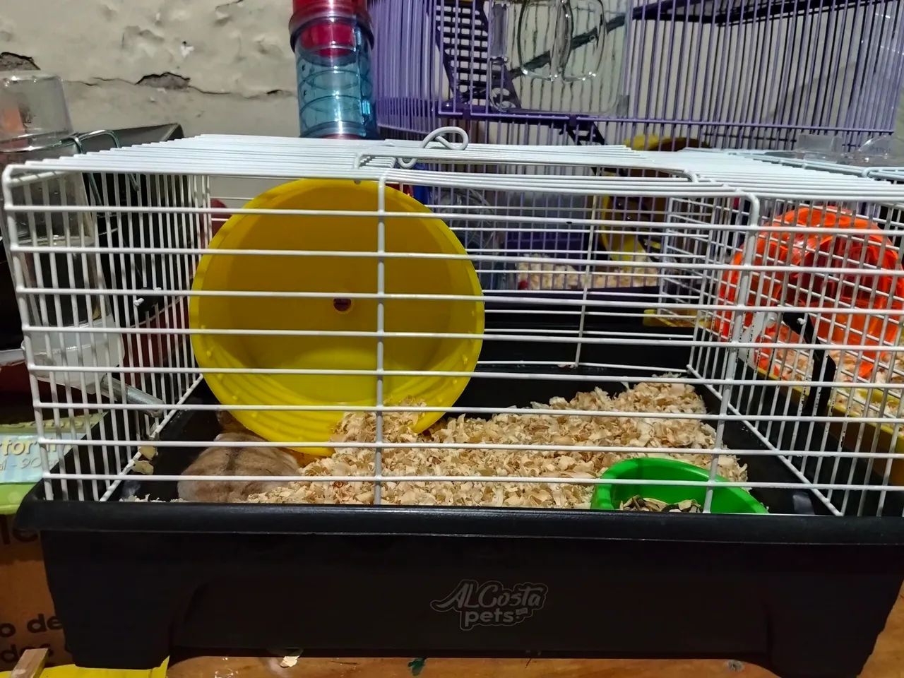 Hamster  - Foto 5