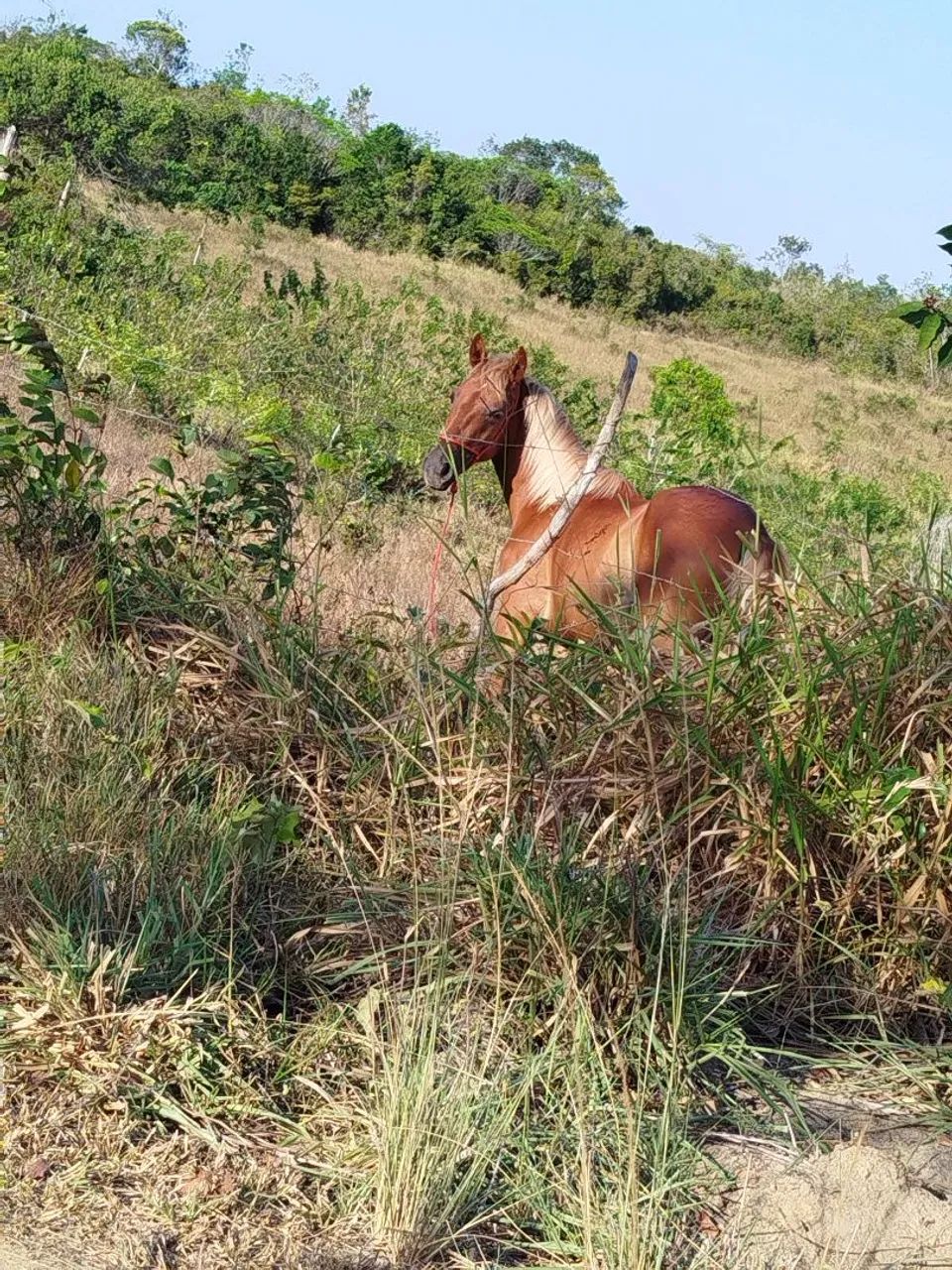 Potra místiça  de quarto de milha com criolo  - Foto 3