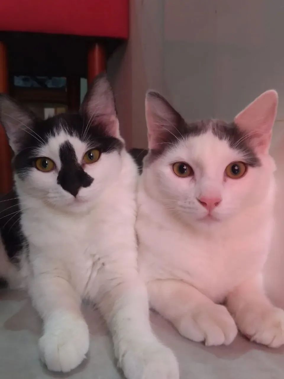 Procura-se um lar para meus gatos - Foto 6