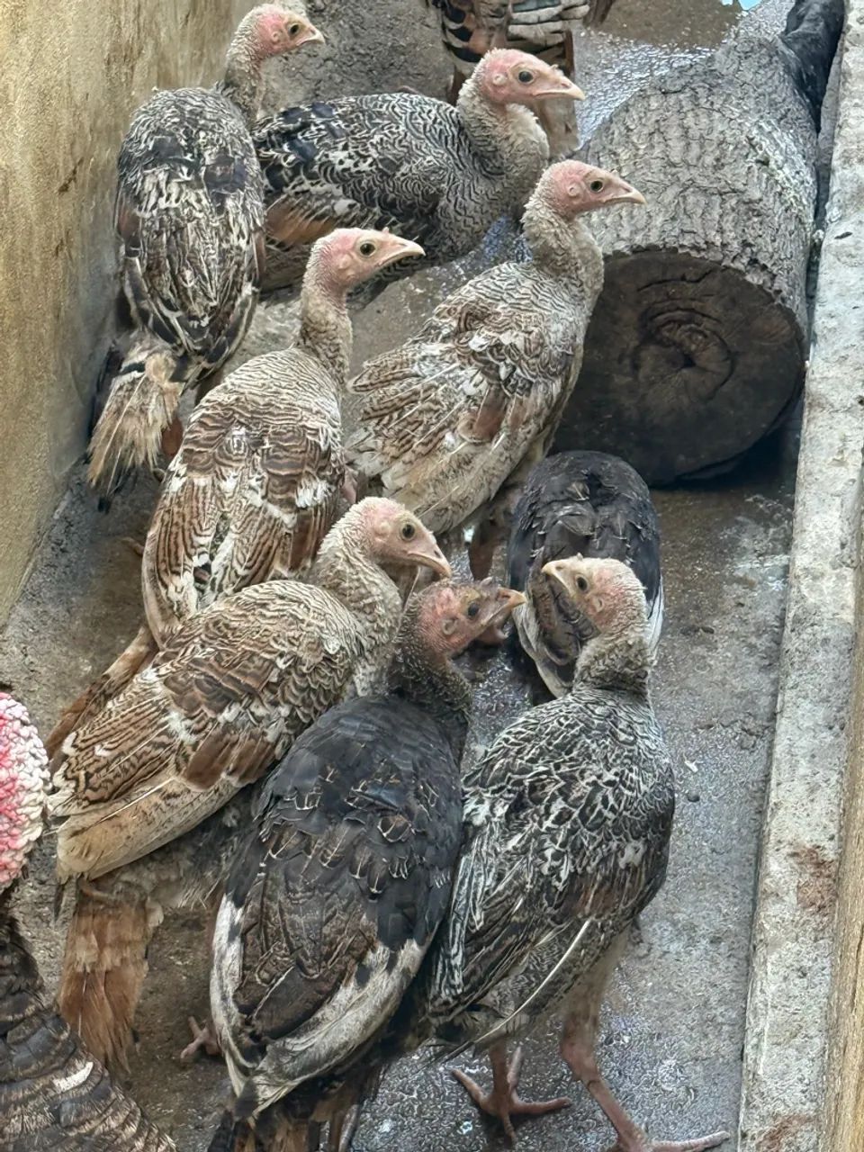 Perus, frangos de perus e peruas  - Foto 2