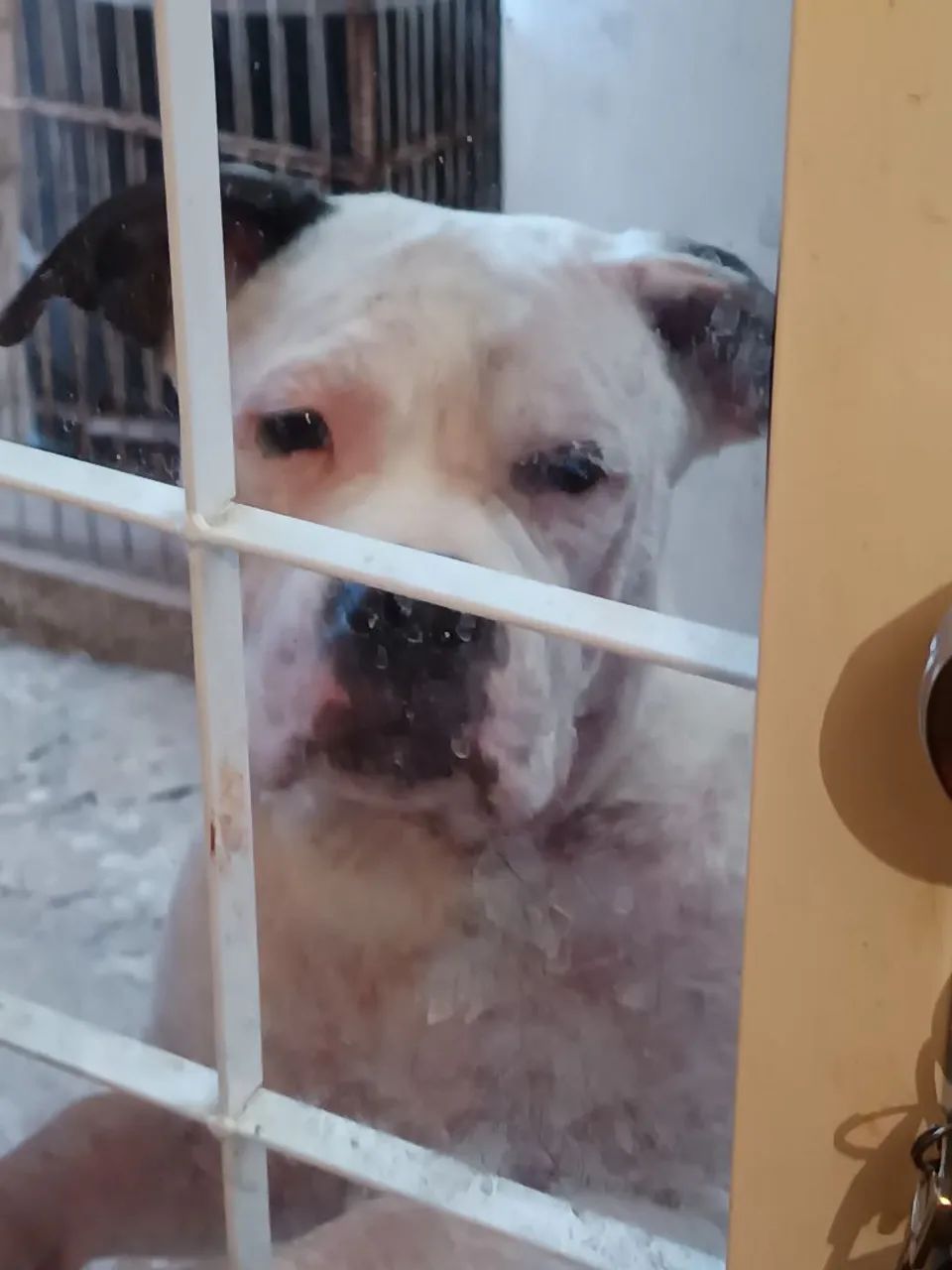 Doação de Boxer