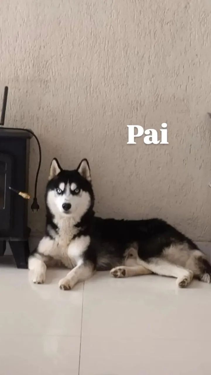 Husky siberiano - Foto 4