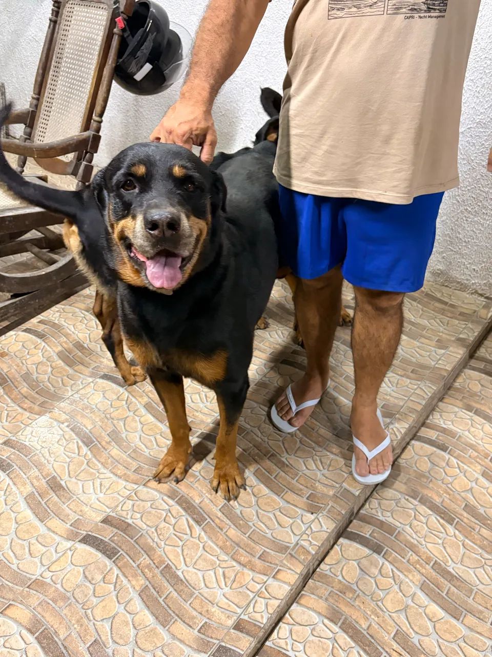 Rottweiler - Foto 3