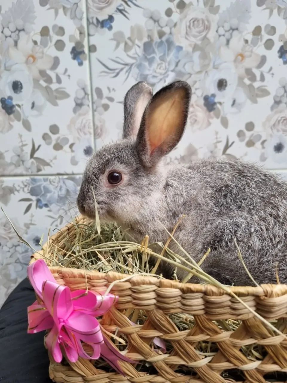 COELHOS MINI LINDOS E FOFOS - Foto 3