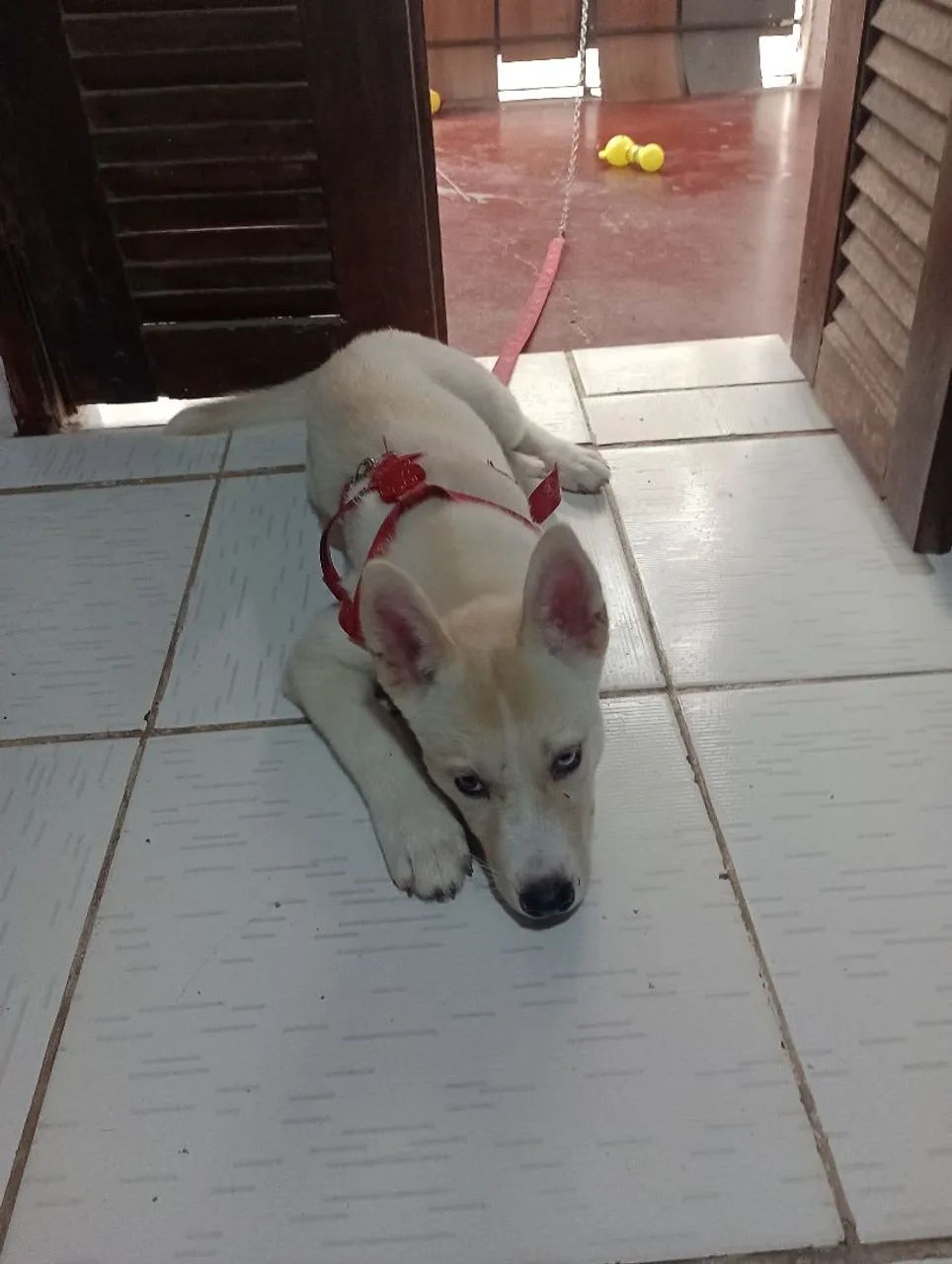 Husky siberiano  - Foto 6