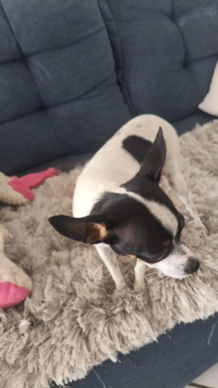 Animais  - Foto 4