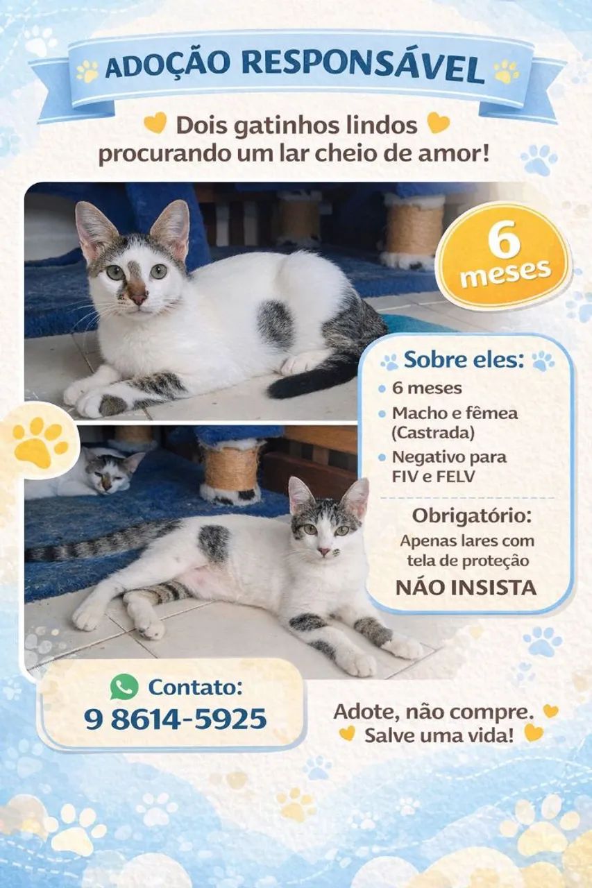 ADOÇÃO LINDOS GATINHOS - Foto 4