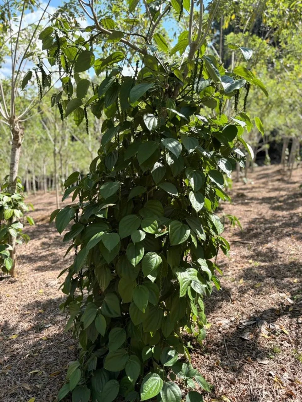 FAZENDA A VENDA - UNA - BAHIA - Foto 3