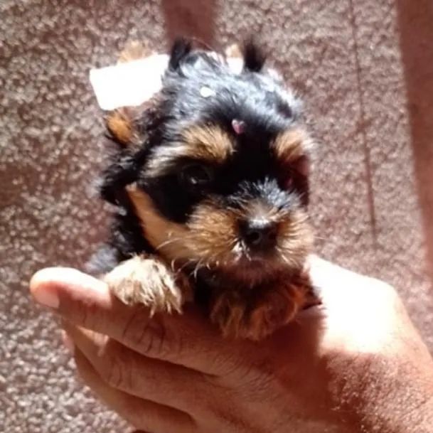 Yorkshire filhote lindo e docil