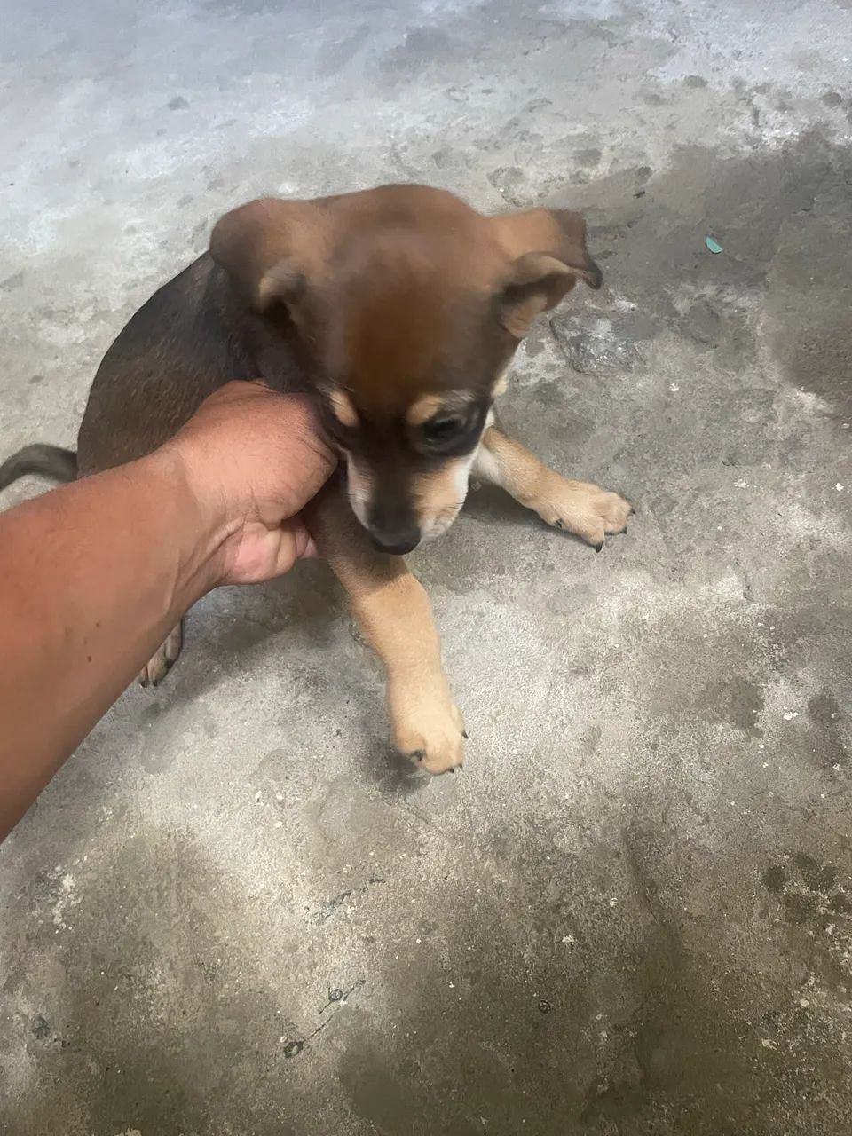Vende- este cachorro labrador  - Foto 3