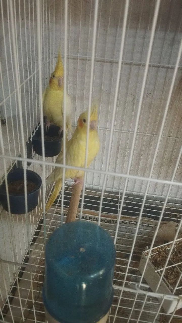 Gaiolas novas 