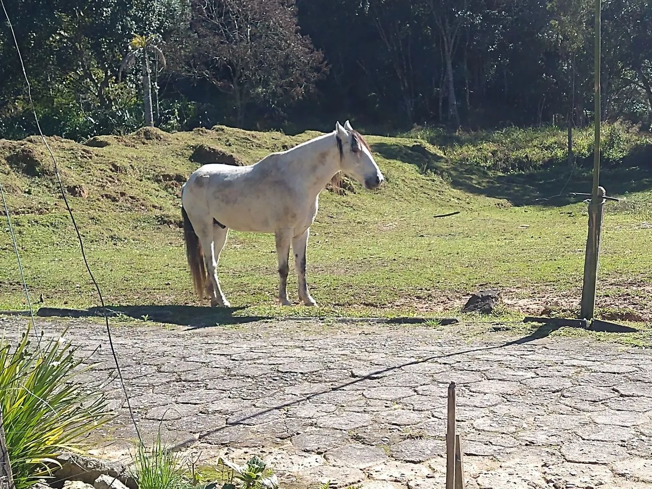 Cavalo  - Foto 3