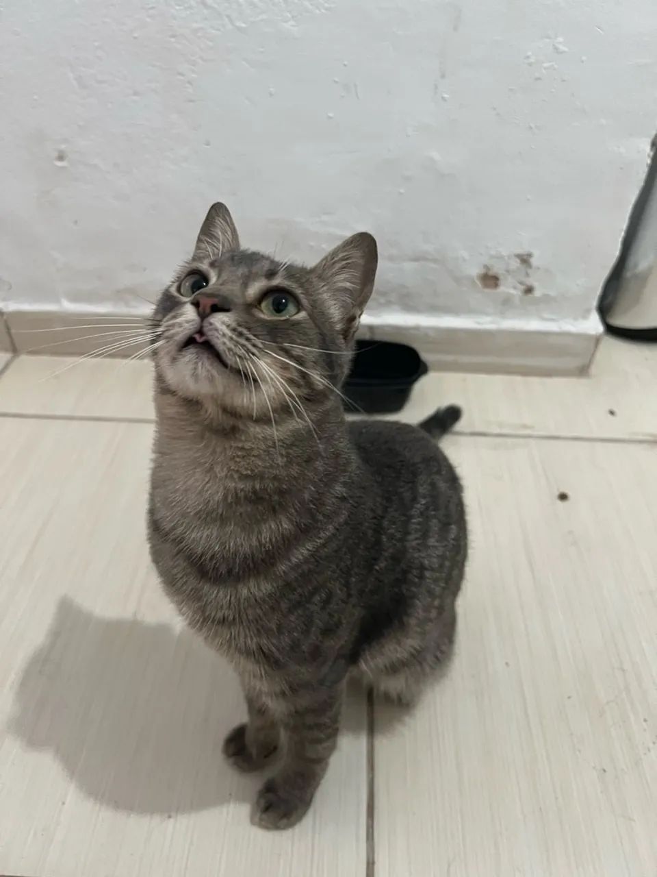 Doa-se gatinho macho / Adoção Responsável  - Foto 2