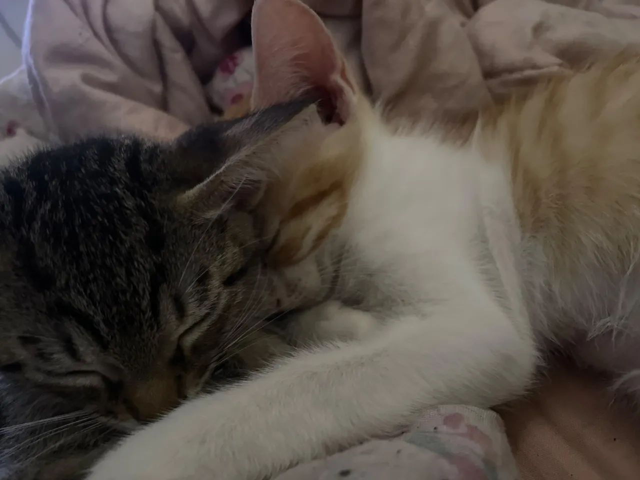 Gatos - Foto 5