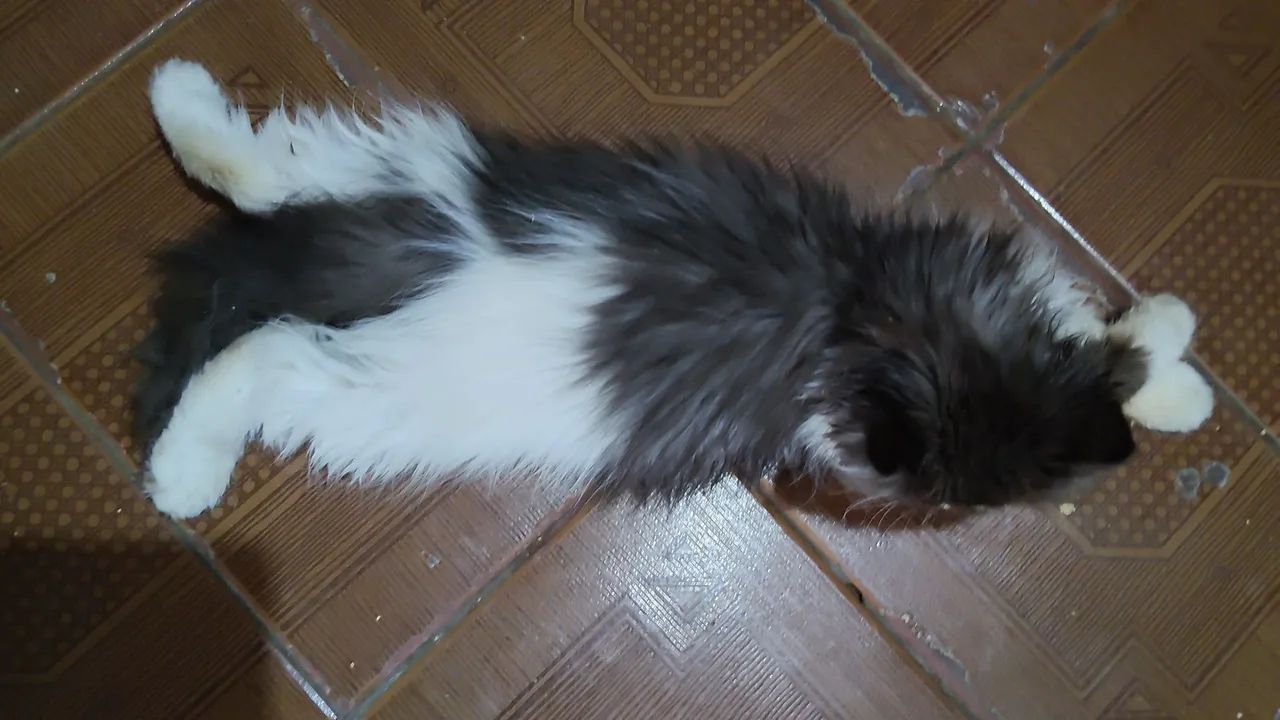 Gato  macho  - Foto 4
