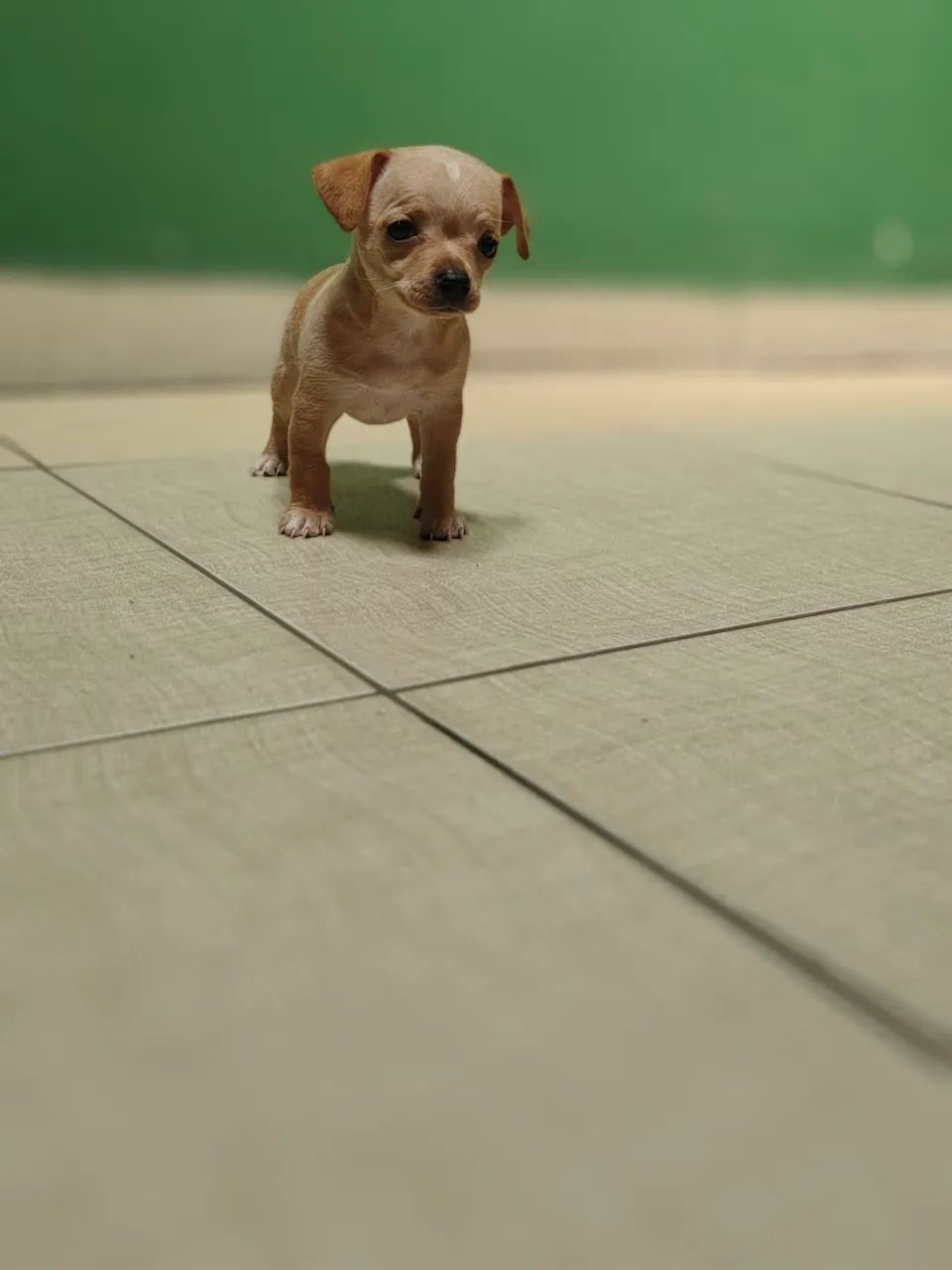 Pinscher mini