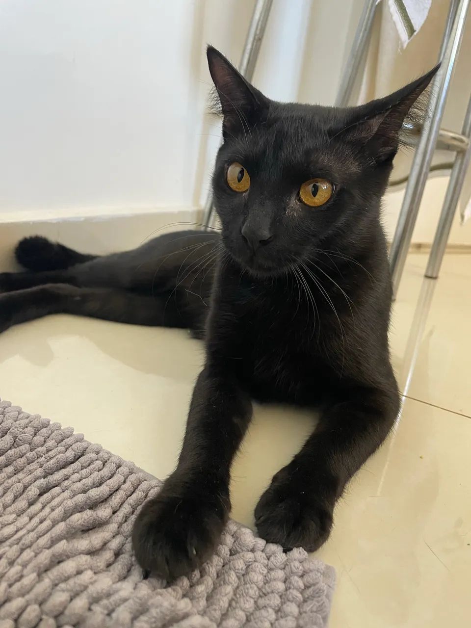 Doação responsável - Gatinho Preto - Foto 3