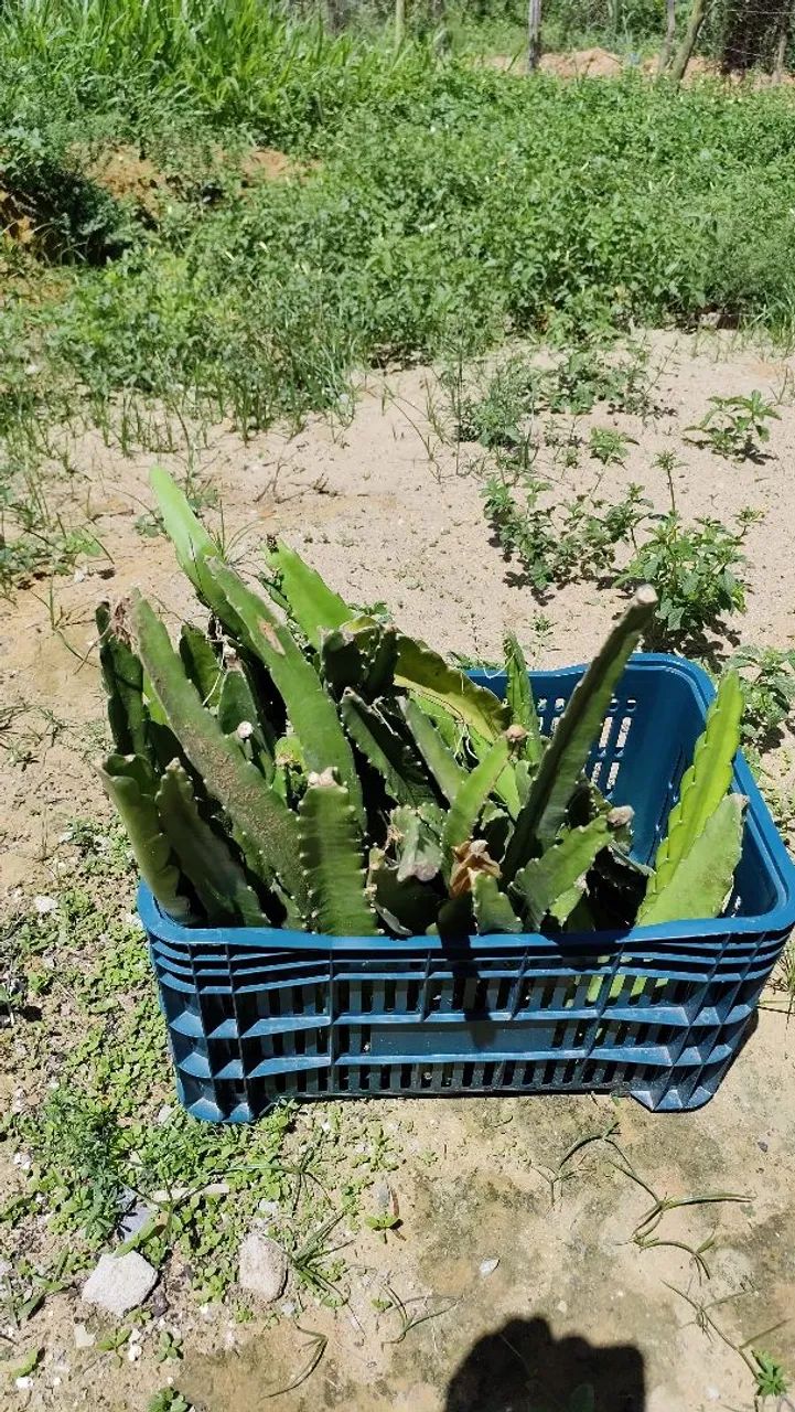 Vendo mudas de Pitaya 