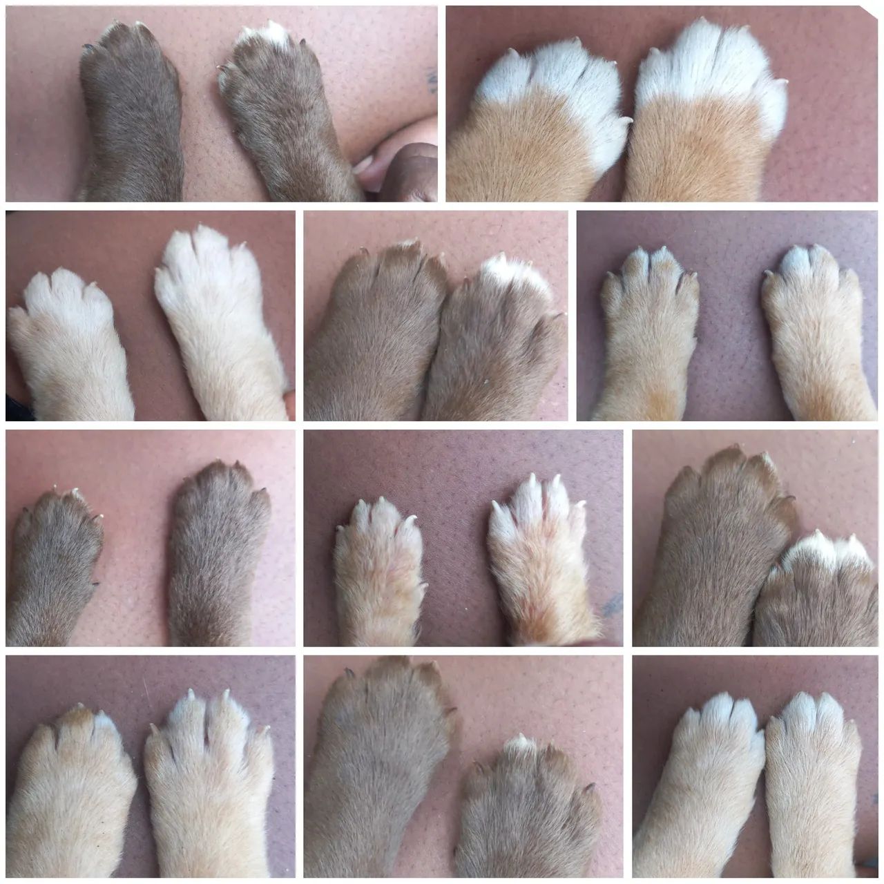 Labrador - Foto 2