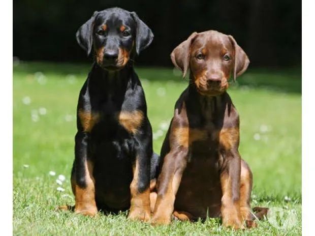 Doberman  - Foto 2