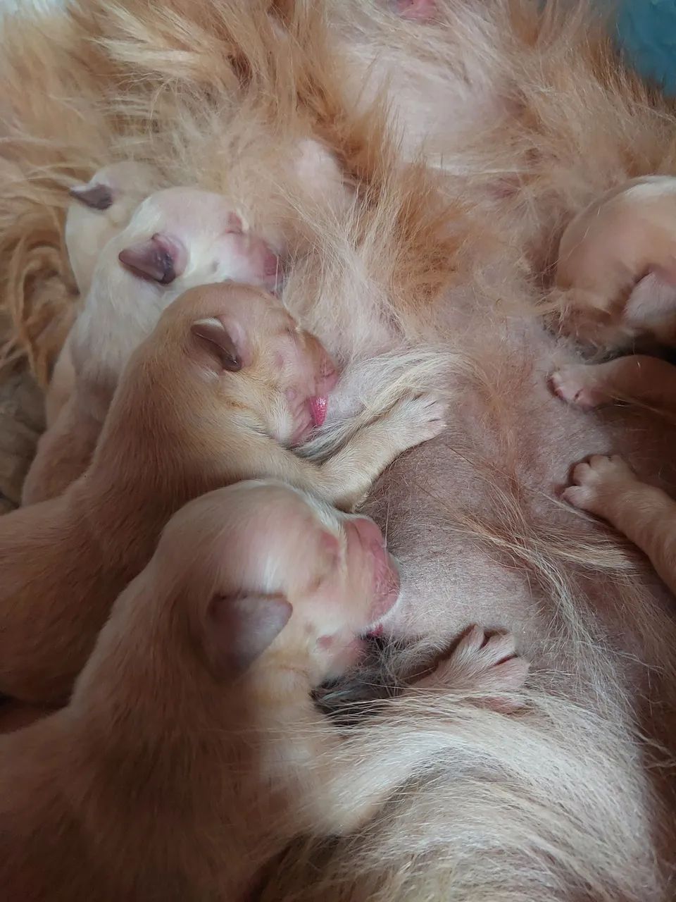 Filhotes de Golden 45 dias - Foto 3