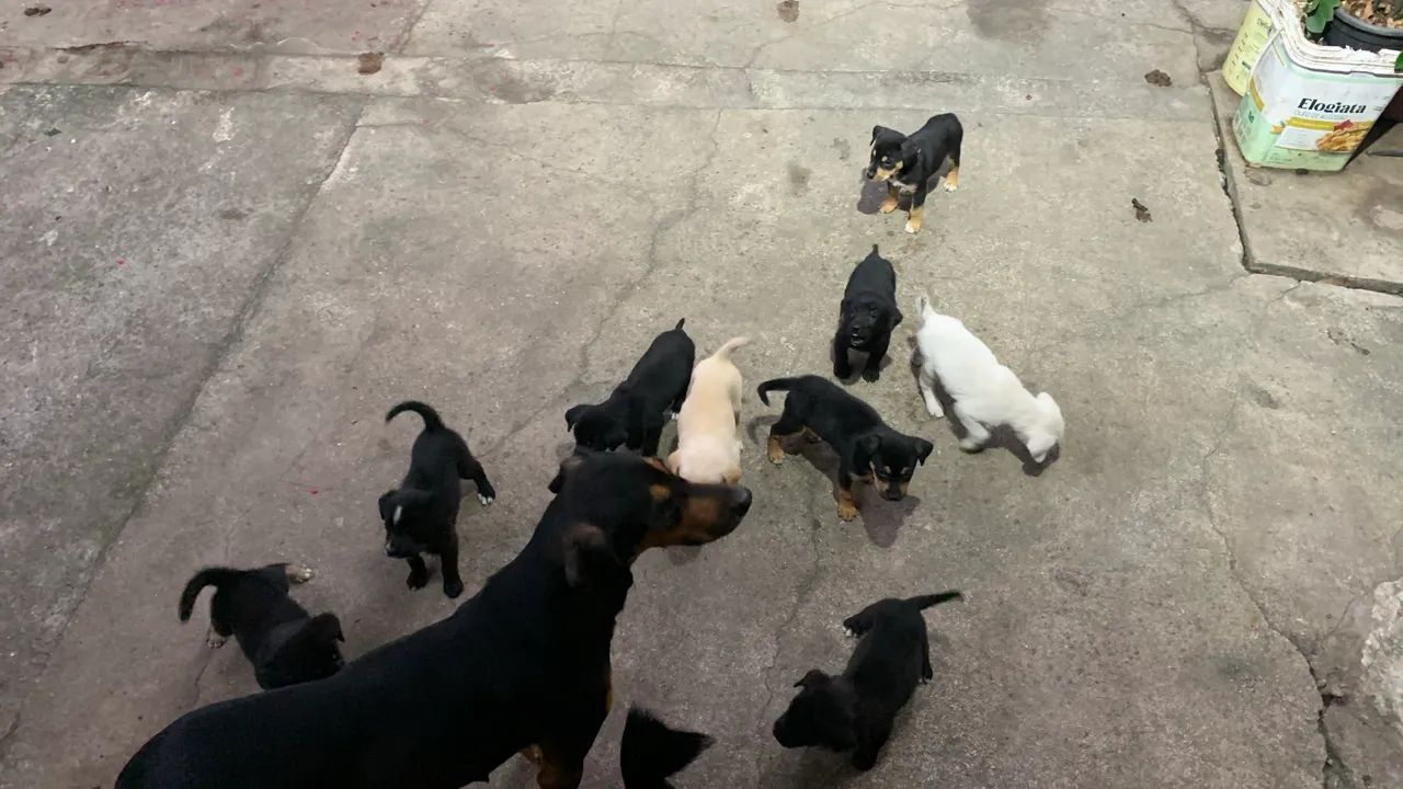 Doação filhotes com urgência  - Foto 4