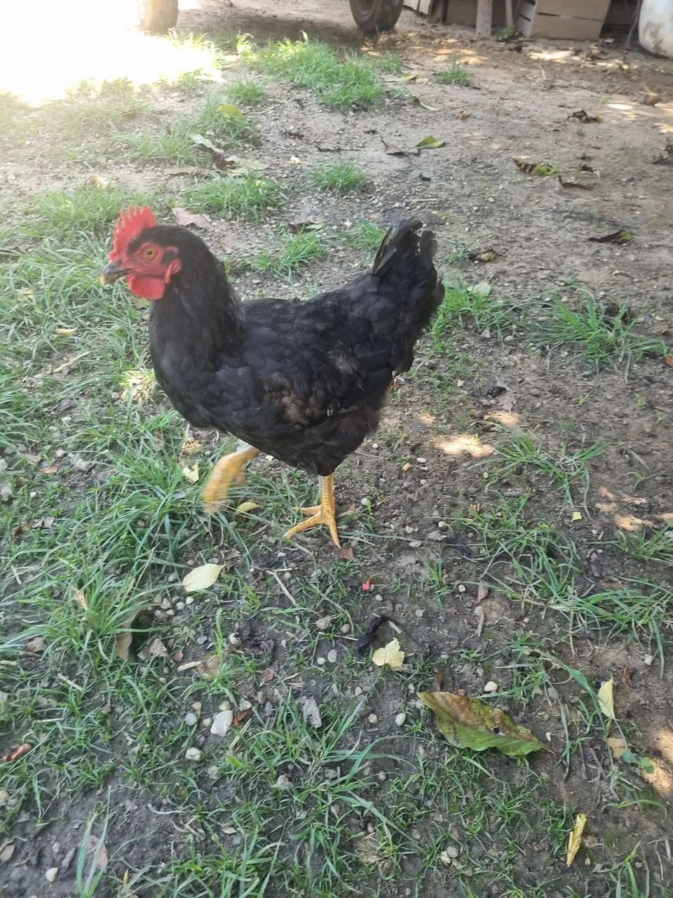 Frango preto graúdo  - Foto 2