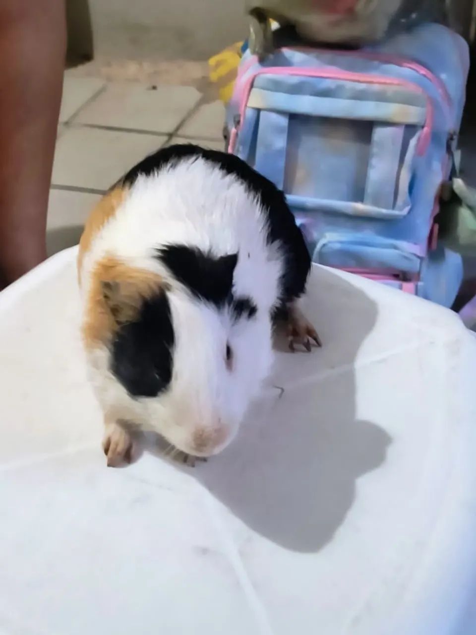 ? OPORTUNIDADE: Porquinhos da Índia Lindos - Valor Simbólico para Novo Lar! - Foto 2