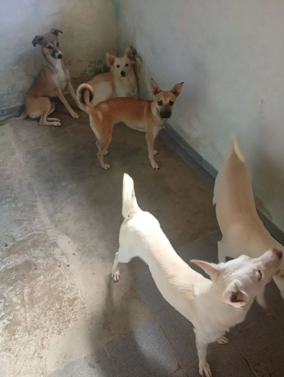 Cachorros para doação  - Foto 3