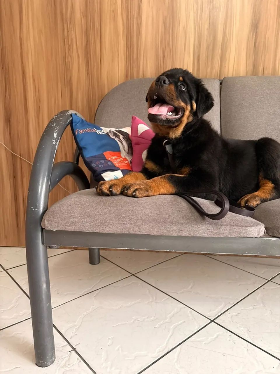 Rottweiler  - Foto 4