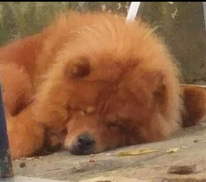 Doa se Chow Chow  - Foto 5