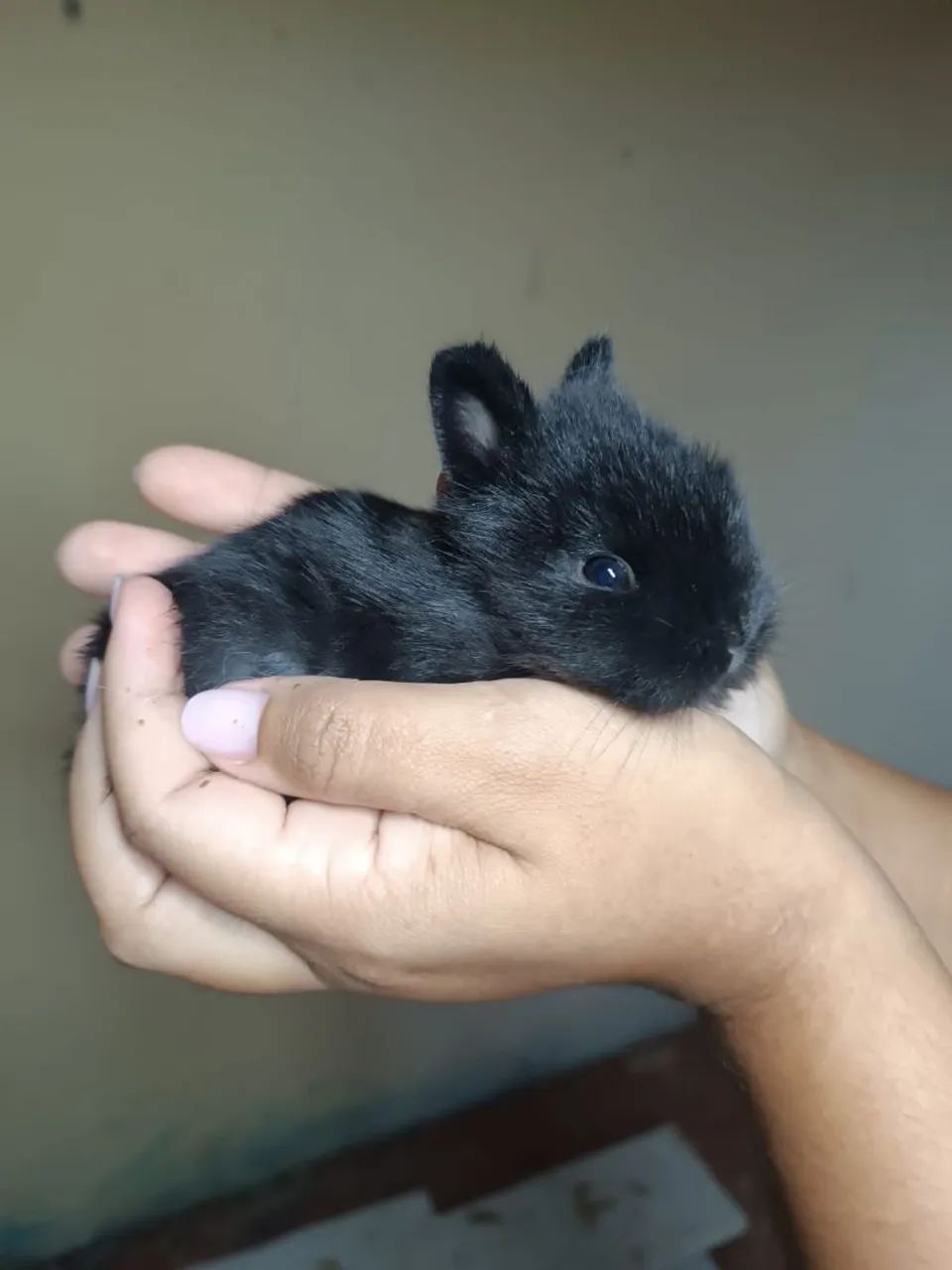 Coelho anão  - Foto 6